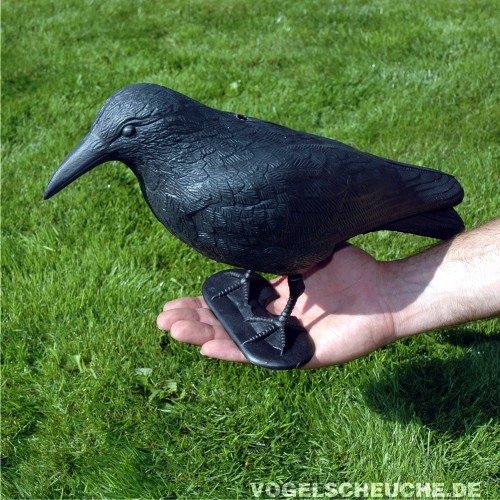 Ein Raben-Lockvogel auf einer ausgestreckten Hand, Rasenhintergrund