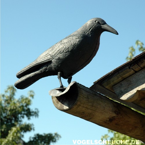 Der Raben-Lockvogel sitzt auf einem Dachbalken vor Himmel