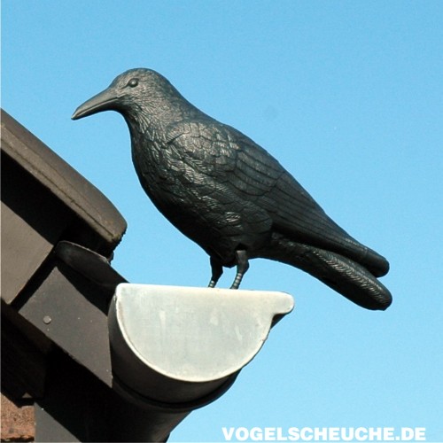 Der Raben-Lockvogel sitzt auf einer Dachrinne