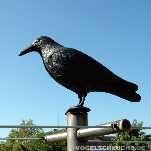 Der Raben-Lockvogel sitzt auf einem Metallrohr-Gelaender vor Himmel