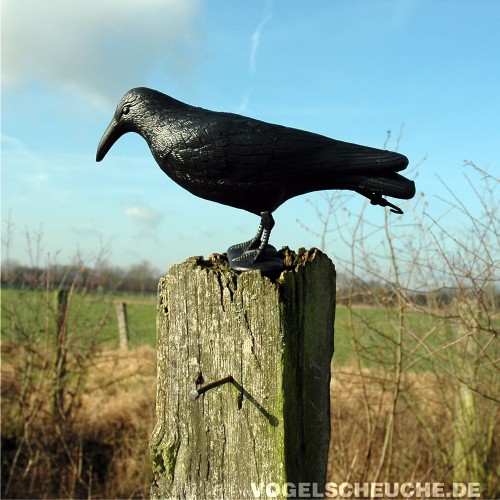 Der Raben-Lockvogel steht auf einem Zaunpfahl vor Feldhintergrund