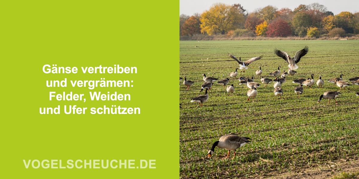 Gänse vertreiben Übersicht