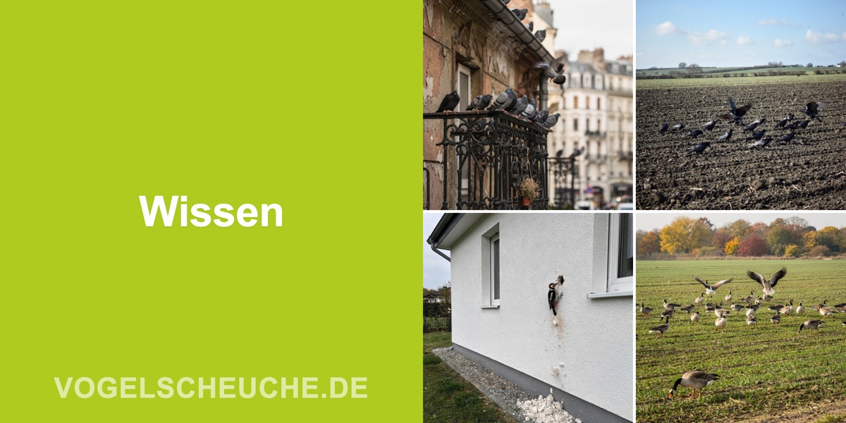 Wissen